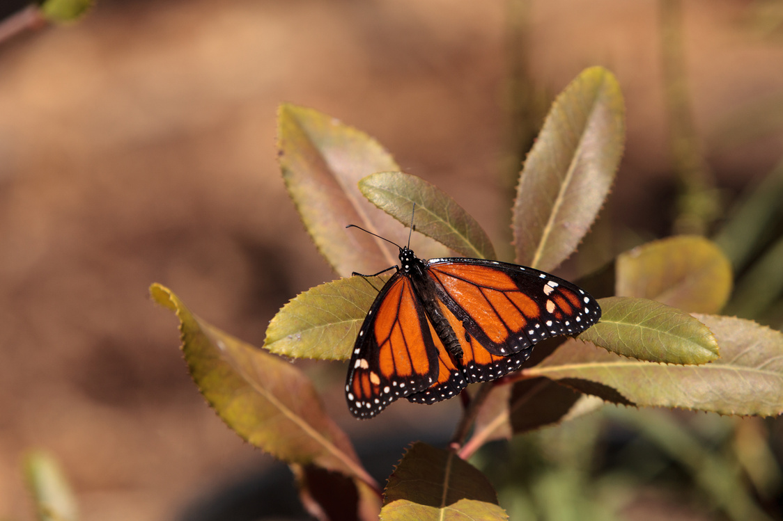 Monarch butterfly, Danaus plexippus