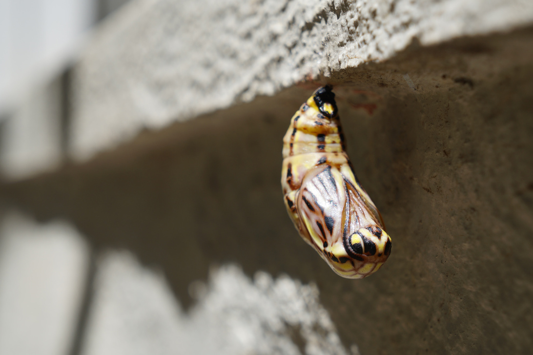 Butterfly cocoon